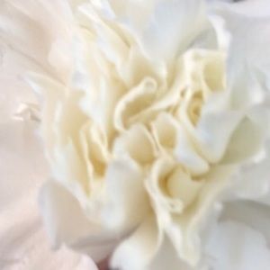 Meet your Posher, Mollie